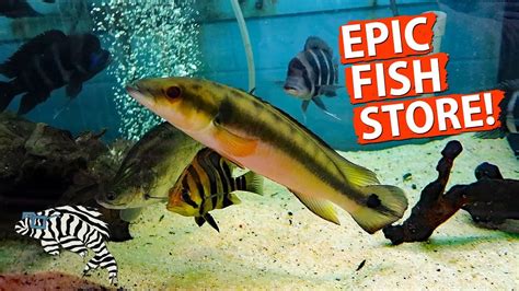 Photos, address, and phone number, opening hours, photos, and user reviews on yandex.maps. HUGE FISH STORE TOUR!! Gerber's Tropical Fish 2018 - YouTube