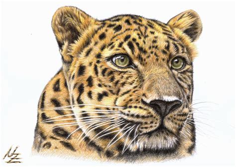 Das leben hat sich nicht in arbeit und freizeit gegliedert. Der Leopard - Tiere, Realismus, Zeichnung, Katze von Nicole Zeug bei KunstNet