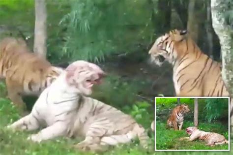 Tigers Maul And Kill White Tiger At Zoo In India In Shocking Video