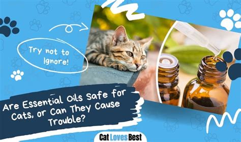 Are Essential Oils Safe For Cats Or Can They Cause Trouble