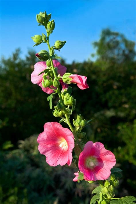 With flowers of lavender, pink, or white, and yellow disc centres, these guys bring a simple charm to gardens. Growing Hollyhock | ThriftyFun