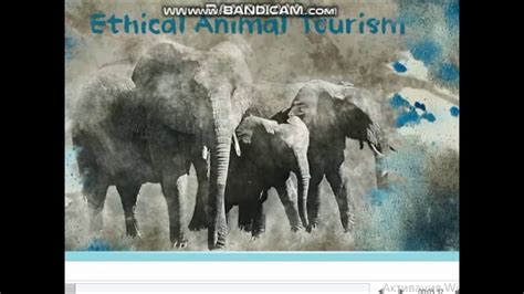 Ethical Animal Tourism Youtube