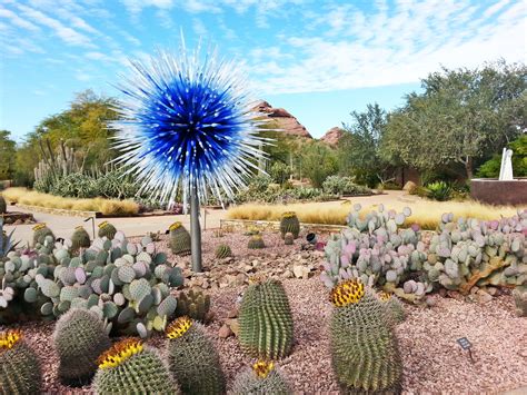 Free Images Cactus Field Desert Flower Dry Color Botany Blue