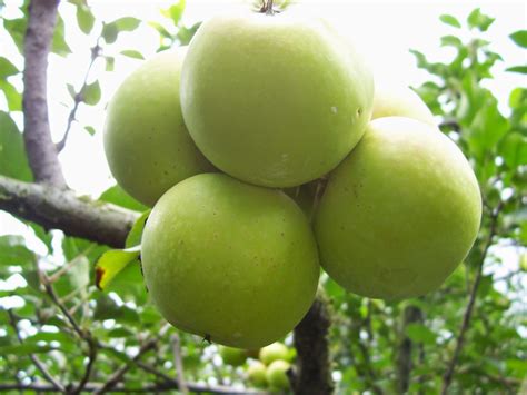 Buah apel adalah buah yang sering kita jumpai diberbagai tempat. TIPSku: Semua Tentang Buah Apel, Klasifikasi, Jenis dan ...
