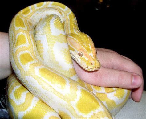 Albino Burmese Python By Talkstock On Deviantart