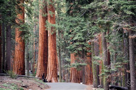 Sequoia Kings Canyon And Yosemite National Parks Sc Photography