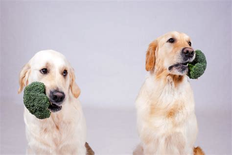 Can Dogs Eat Broccoli Check Out In Detail Pets Nurturing