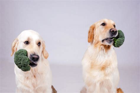 There are 30 recognised durio species, at least nine of which produce edible fruit. Can Dogs Eat Broccoli? Check Out In Detail | Pets Nurturing