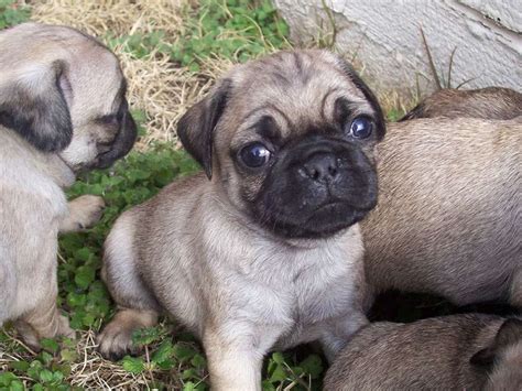 The current price of dogecoin (doge) is usd 0.05. Pug dog price range & Pug puppies cost. How much are pug ...