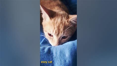 Zozi The Cat Came To Sleep Next To Me 🥰 Cat Youtube
