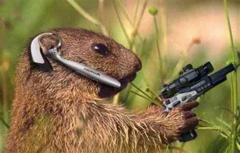 Cute Funny Animalz Funny Animals With Guns