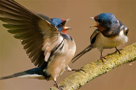 Think Like A Bird Understanding Bird Behavior Bird Academy • The