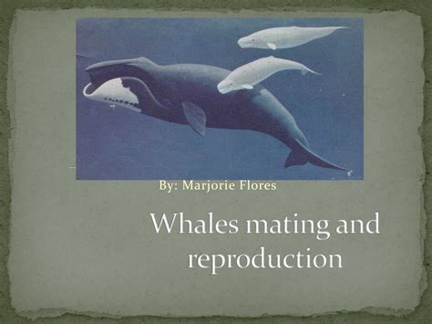 Ppt Whales Mating And Reproduction Powerpoint Presentation Free