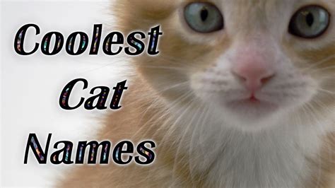 Check out some of our favorite picks for your furry family member. BEST CAT NAMES Coolest Kitten Names (Watch Cute Kitties ...