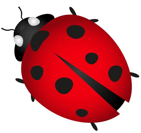 Beetle Ladybird Clip Art Lady Bird Cartoon Free Transparent Clip Hot Sex Picture