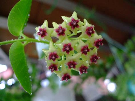 Manage your video collection and share your thoughts. 潤いの雨に目覚め～ホヤ クミンギアナ（Hoya cumingiana）黄色い花 ...
