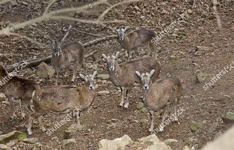 Cyprus Mouflon Ovis Musimon Ophion Adult Editorial Stock Photo Stock