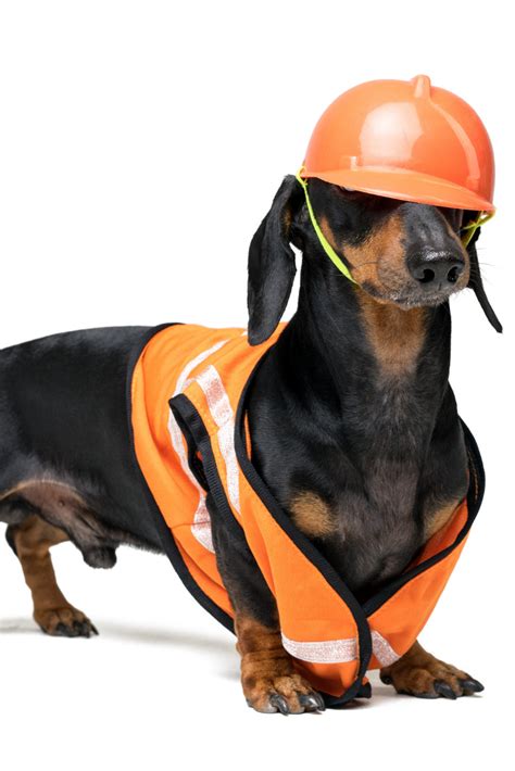 Dog Builder Dachshund In An Orange Construction Helmet Isolated On