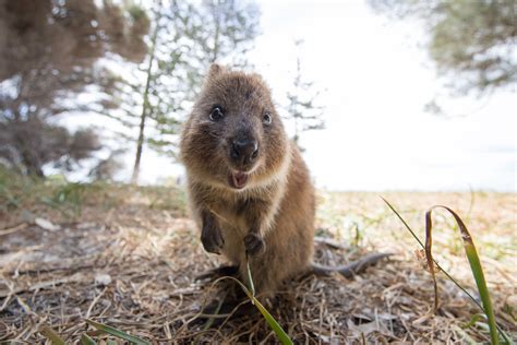 Explore the best of rottnest island on this tour from perth or fremantle, which eliminates the need to plan transportation. Quokka on Rottnest Island - Journey Beyond