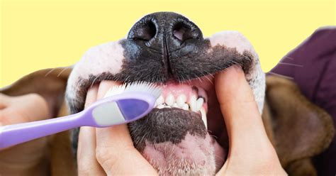Brushing Your Dogs Teeth Read These Tips From A Vet