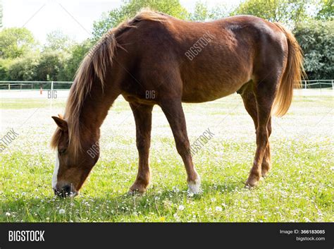 Beautiful Brown Horse Image And Photo Free Trial Bigstock