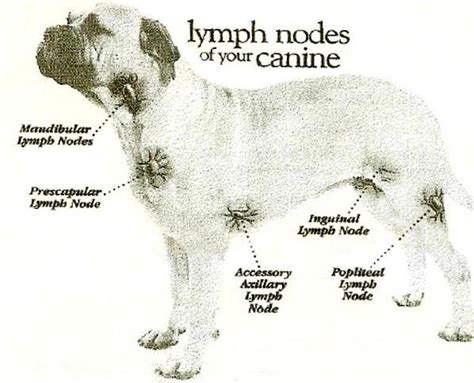 The lymph nodes located in the neck, chest, armpits, groin, and behind the knees are often the most visible and easy to observe. lymphoma in dogs: LYMPHOMA IN DOG