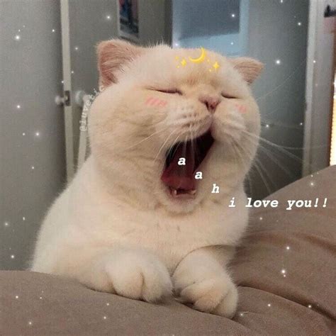A Collection Of Wholesome Cat Reaction Memes For Your Cute