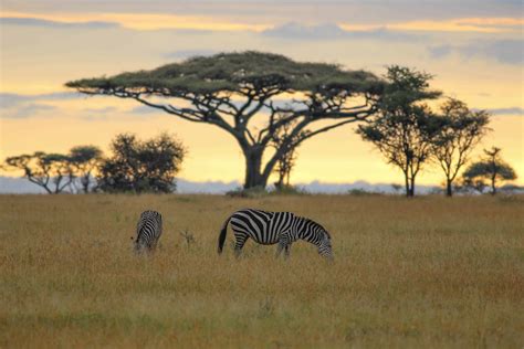 Affordable North Tanzania Safari 5 Days Viva Africa Tours
