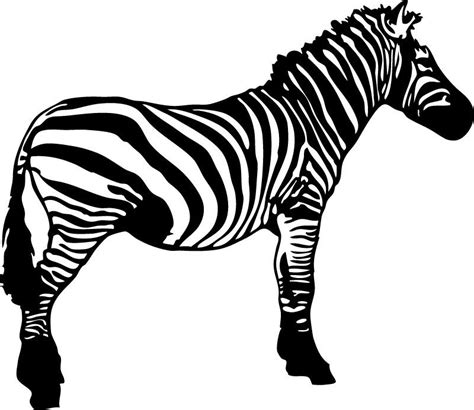 Black And White Zebra Vector Material Blackwhitezebravectoranima