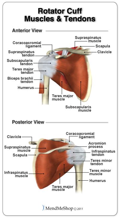 Rotator Cuff Muscles Tendons Anatomy Florida Sportsmedicine And Orthopaedics Pa