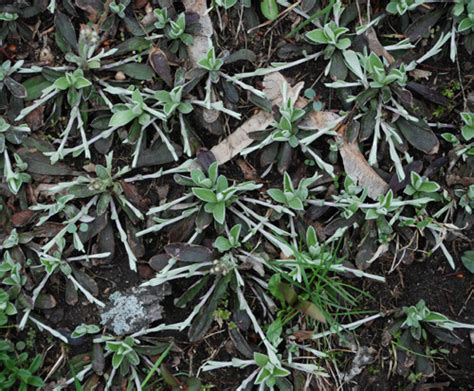 Antennaria Neglecta Umass Amherst Landscape Nursery And Urban Forestry