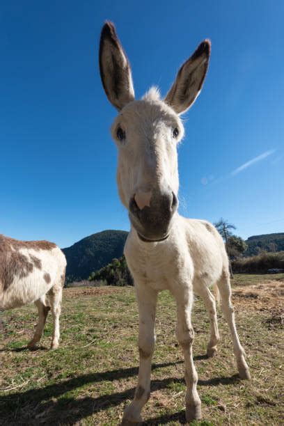 80 Catalan Donkey Stock Photos Pictures And Royalty Free Images Istock