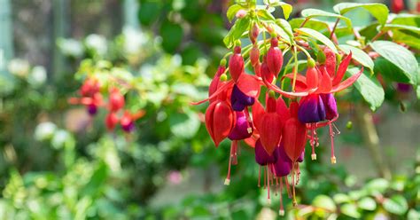 How To Grow And Care For Fuchsia Flowers Gardeners Path