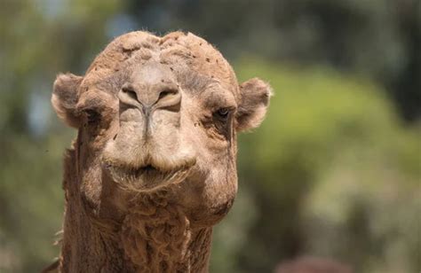 Fotos De Pezuña De Camello Imágenes De Pezuña De Camello ⬇ Descargar