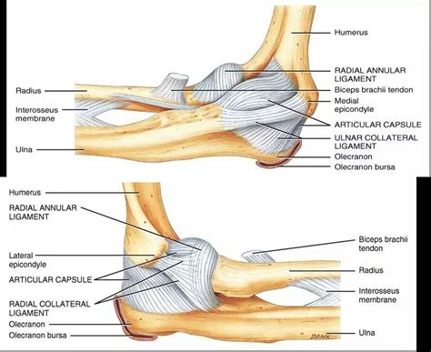 Elbow Anatomy Ligaments Elbow Anatomy Upper Limb Anatomy Anatomy