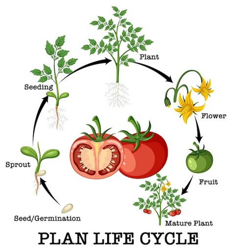 Premium Vector Life Cycle Of A Tomato Plant Diagram