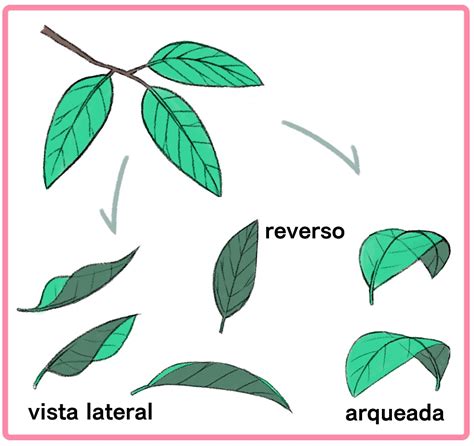 Jaula Científico Descripción Tipos De Hojas Para Dibujo Cromático