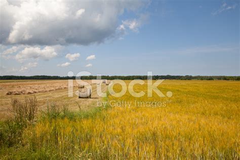 Harvest Time Stock Photo Royalty Free Freeimages