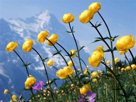 Every Day Wallpaper Flores Dos Alpes Flowers Of The Alps