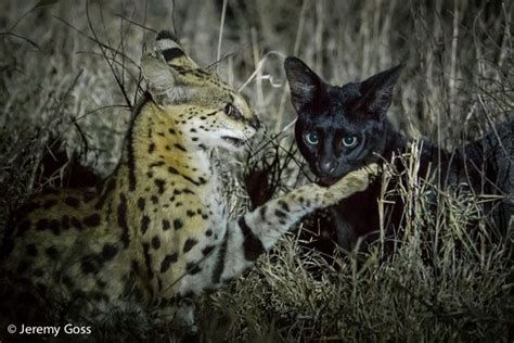 When A Serval Meets A Melanistic Friend Africa Geographic Blog African Wild Cat Rare Cats