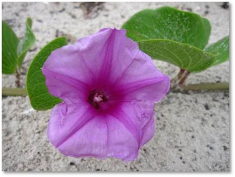 We offer same day flower delivery to all of south padre island, texas. Wildflowers - Padre Island National Seashore (U.S ...