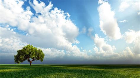 Green Leaf Tree Under White Clouds At Daytime Hd Wallpaper Wallpaper
