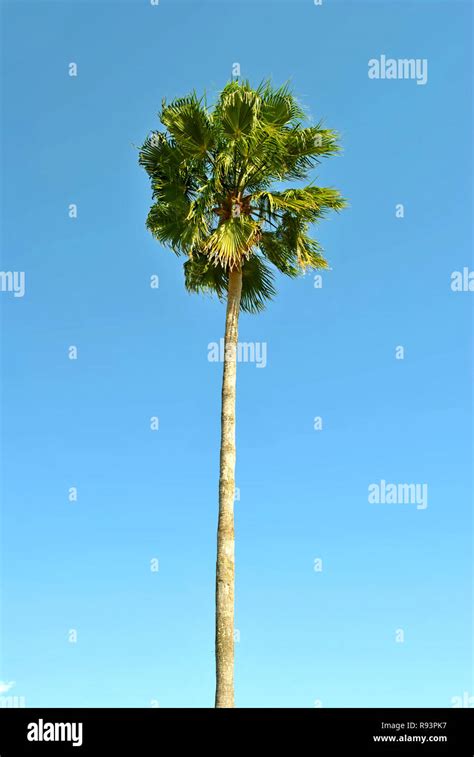 Cabbage Palm Tree Latin Name Sabal Palmetto Stock Photo Alamy