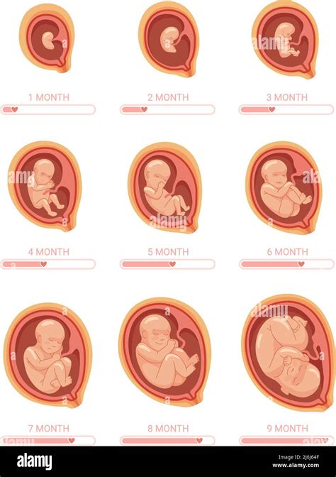 Fetal Stages Stage Growth Embryo Process Fetus Development 1 9 Months