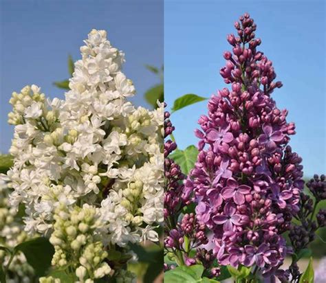 Walmart.com has been visited by 1m+ users in the past month Lilac Trees for Sale UK. Syringa Vulgaris. Common Lilac