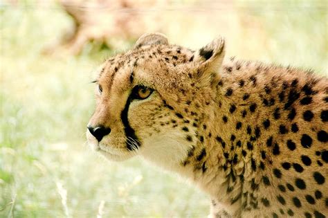 Cheetah Africa Kenya Safari Nature Vacations National Park