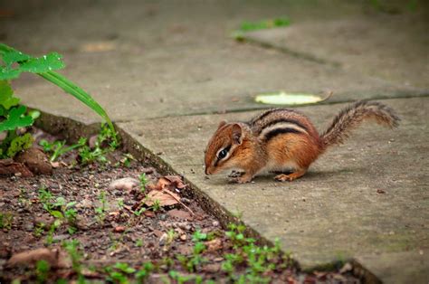 Chipmunk Removal Services Critter Control Canada