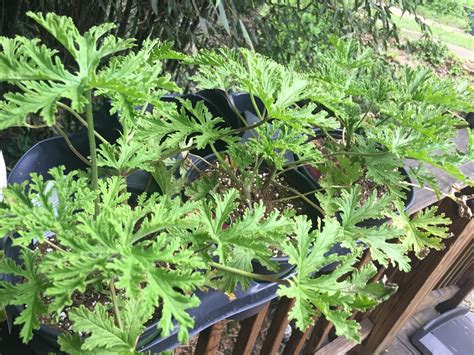 citronella mosquito repelling plants at home with john newman
