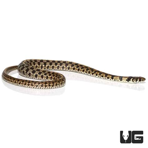 Baby Checkered Garter Snakes Thamnophis Marcianus For Sale