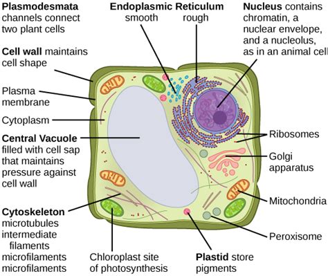 The Central Vacuole Cell Structure